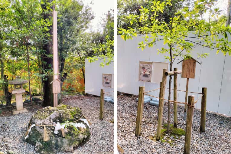 さざれ石とおがたまの木