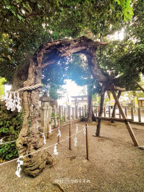 霊木 櫧（かし）の木横側