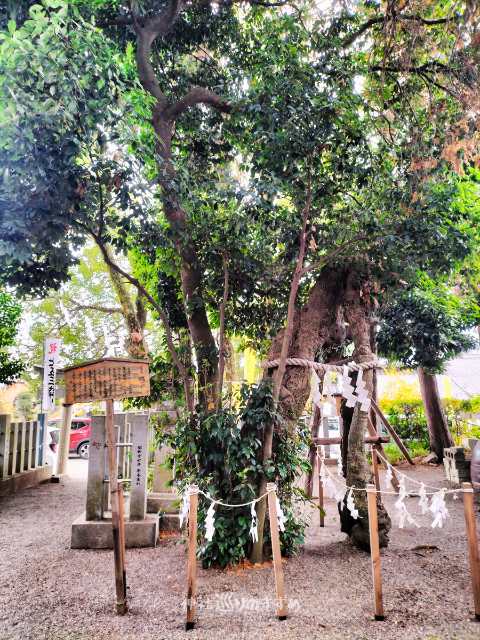 霊木 櫧（かし）の木正面と案内板