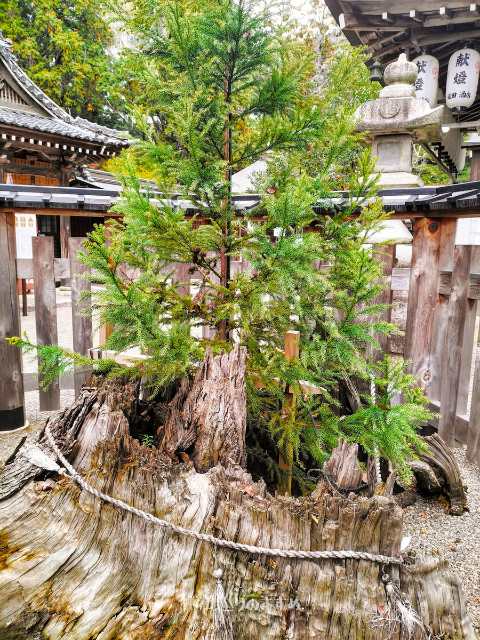 御神木大杉大明神二世
