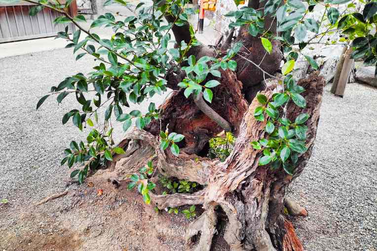賀茂神社境内にある命を宿す木