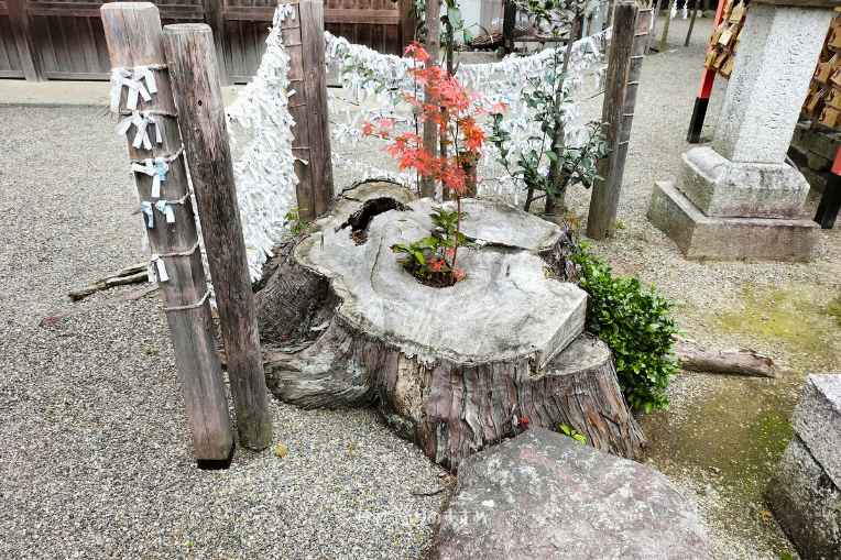 賀茂神社の樹木新芽の芽吹き