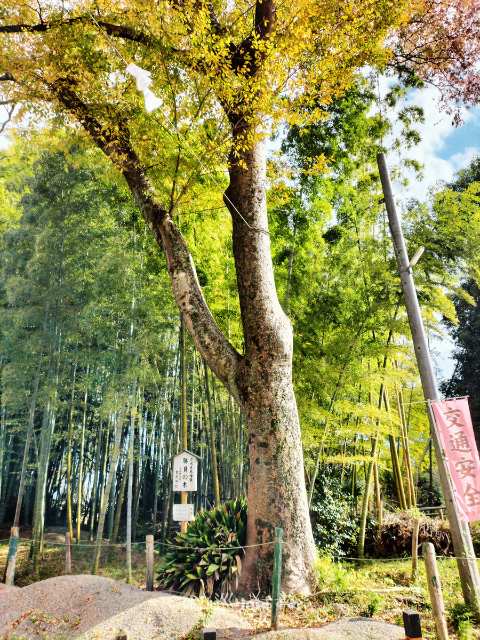 足伏走馬神事ゴール地点「勝負の木」