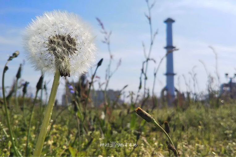 タンポポの綿毛