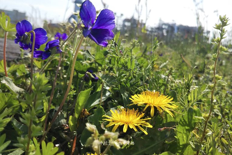 タンポポとすみれの花