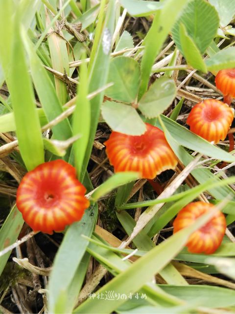 雨上がりのきのこ