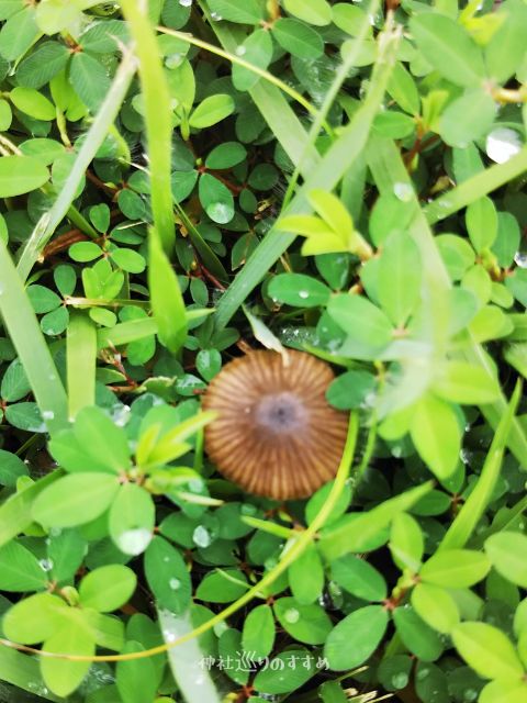 雨上がりのキノコ