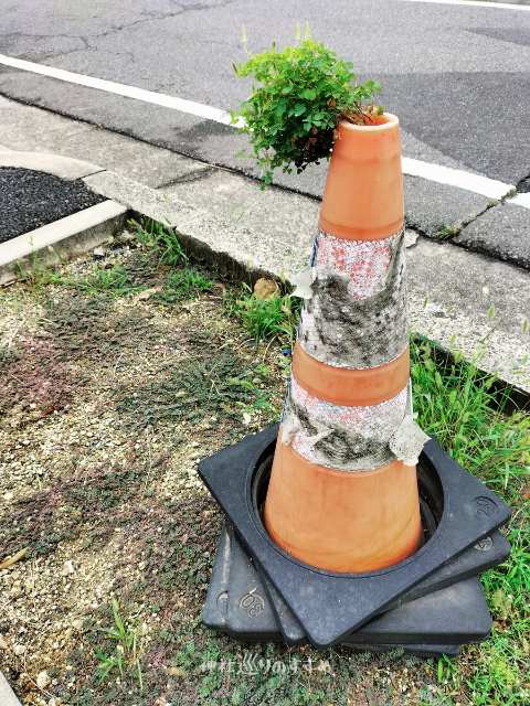 一生懸命生える草