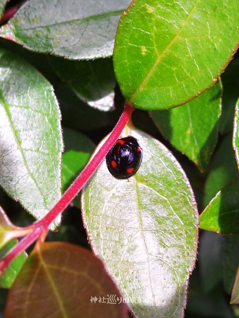 庭のテントウムシ(ナミテントウ)