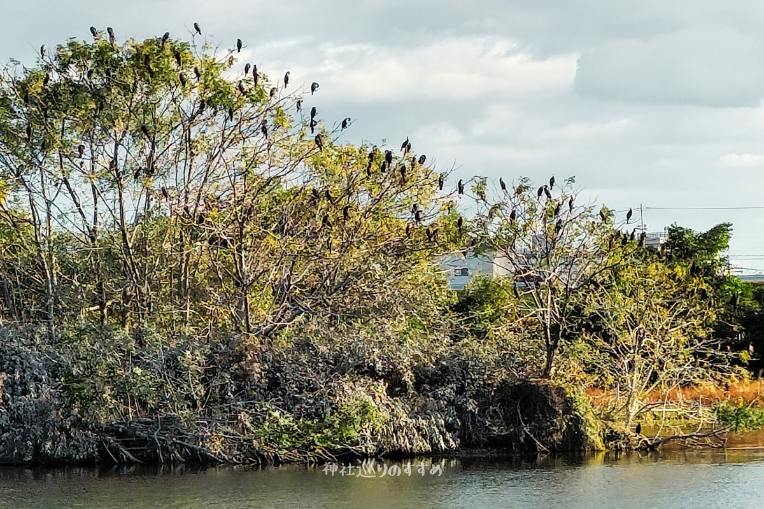 庄内川鵜のコロニー