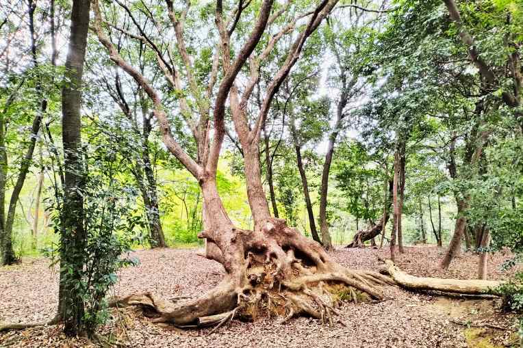 新海池公園、森の中の大木